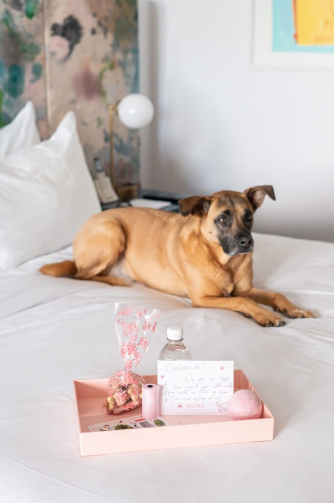 Pet Friendly A Trip to Quirk Hotel in Virginia Hotel Photographer Madalyn Yates Creative