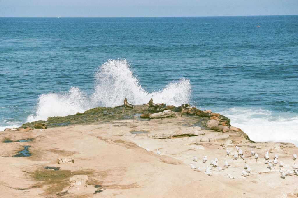 La Jolla Cove Sea Lions San Diego Film Photography Madalyn Yates Creative